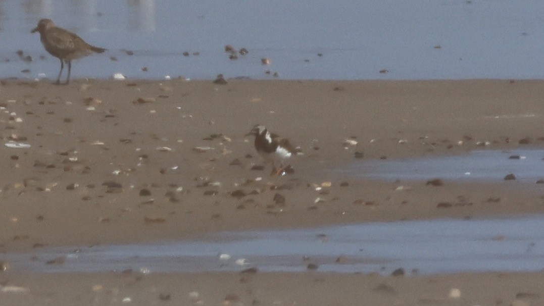 Ruddy Turnstone - ML622115121