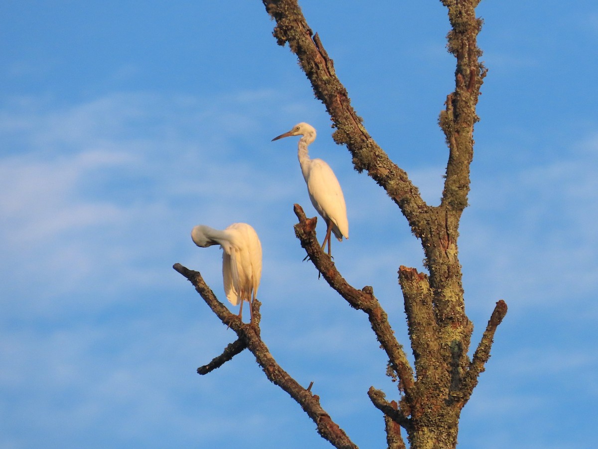Little Blue Heron - ML622115141