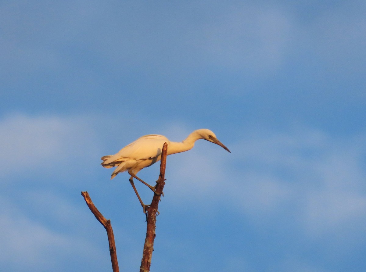 Little Blue Heron - ML622115142