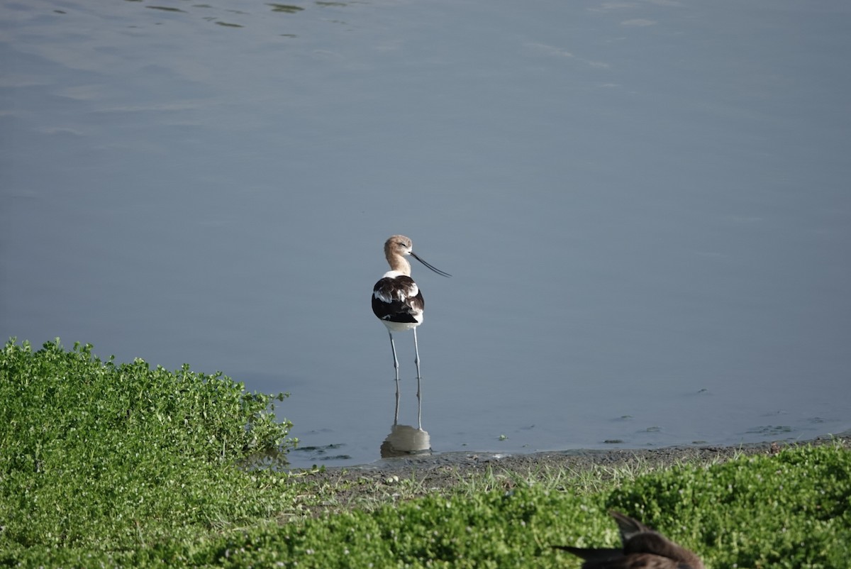 Avocette d'Amérique - ML622115157