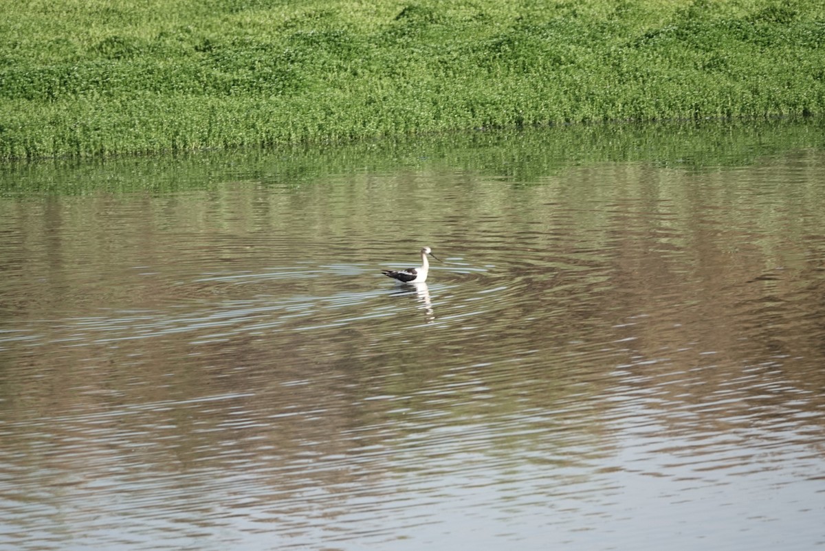 Avocette d'Amérique - ML622115158