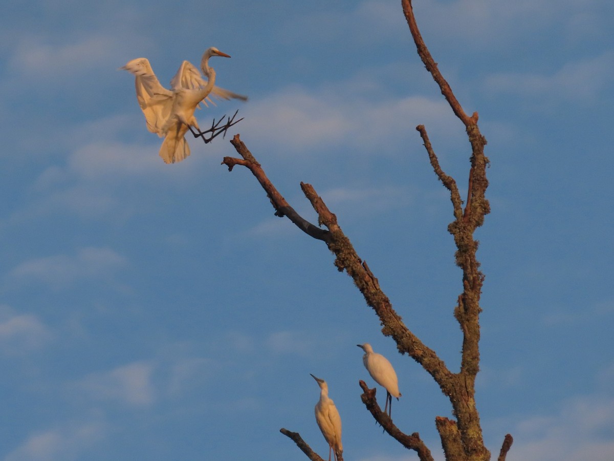 Great Egret - ML622115191