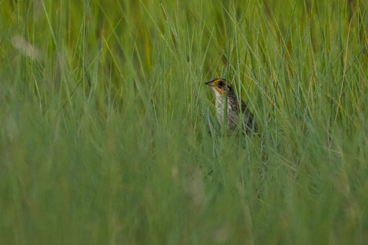 Saltmarsh Sparrow - ML622115194