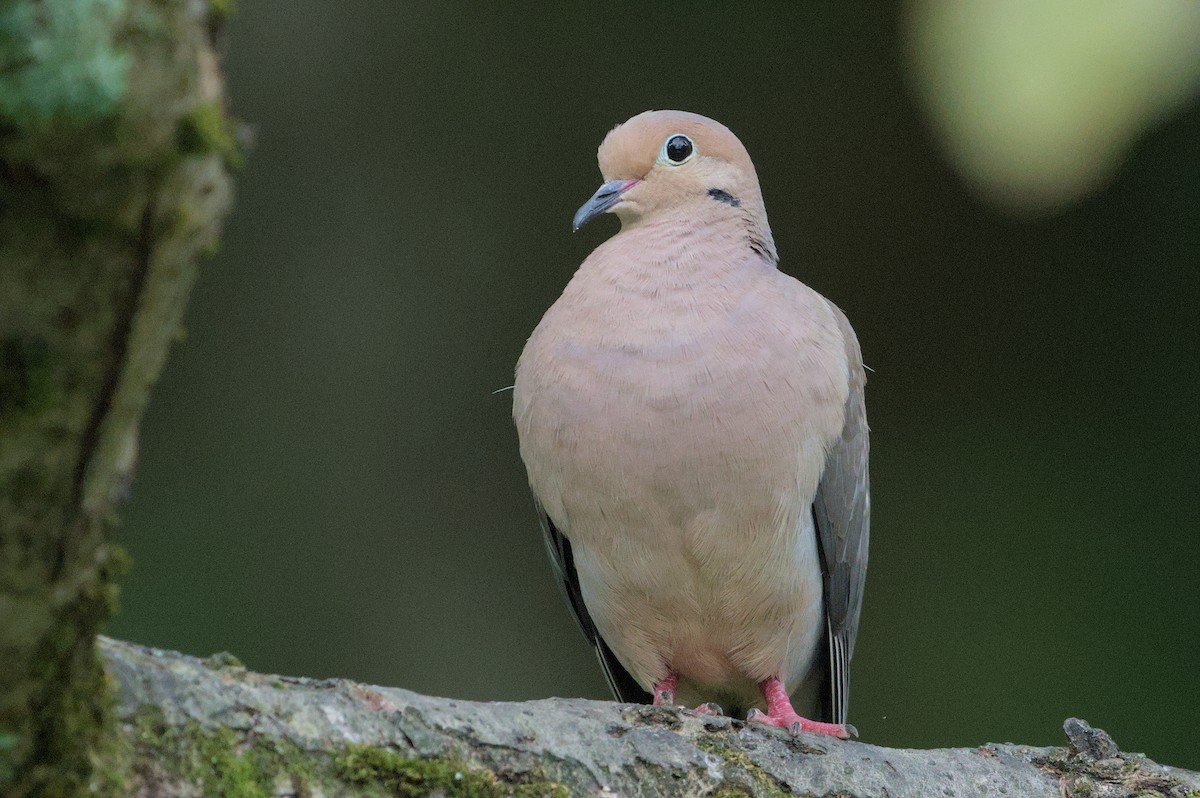 Mourning Dove - ML622115197