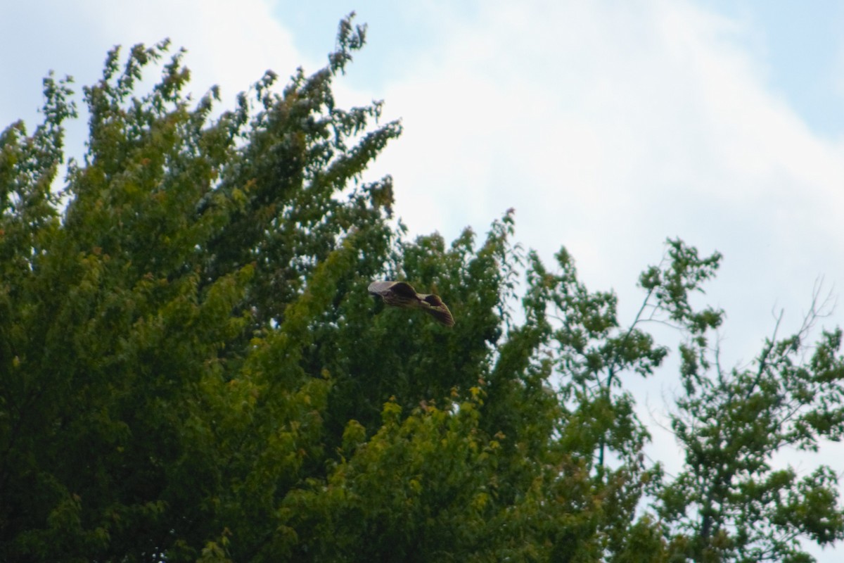 American Bittern - ML622115218