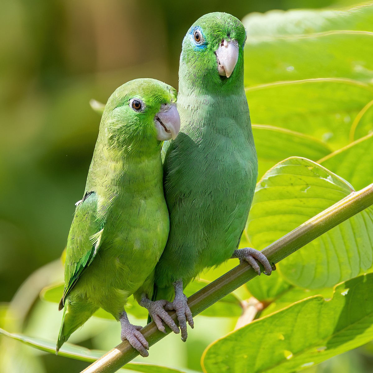 Spectacled Parrotlet - ML622115225