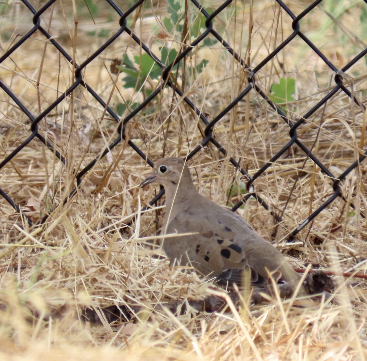 Mourning Dove - ML622115233