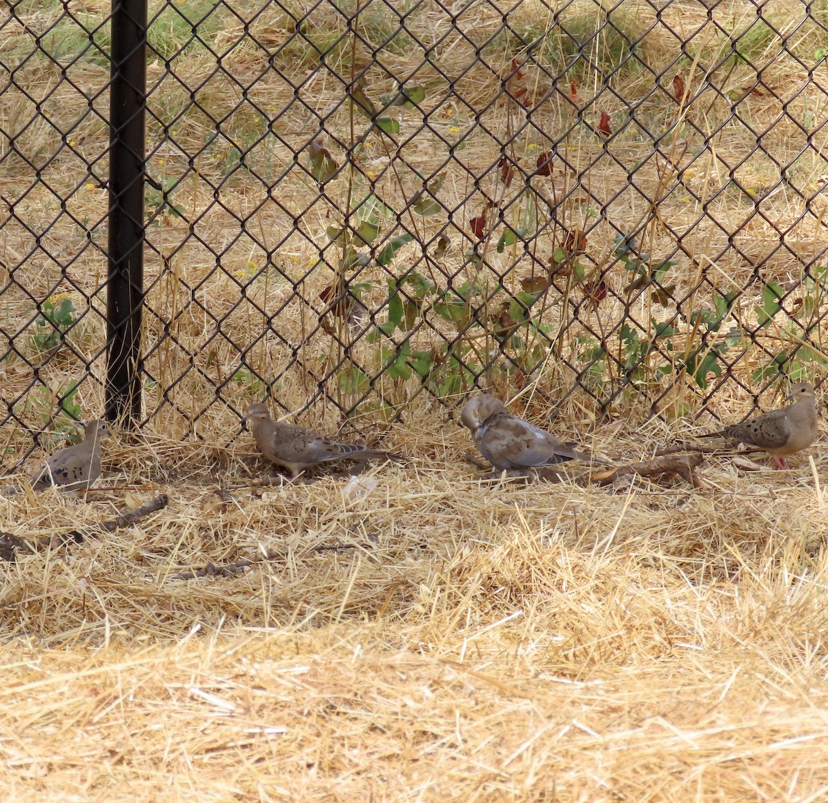 Mourning Dove - ML622115235