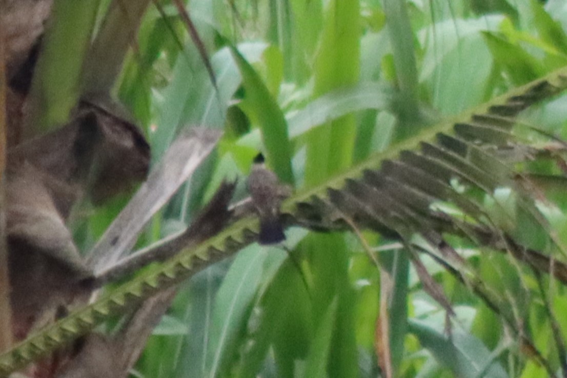 Sooty-headed Bulbul - ML622115266