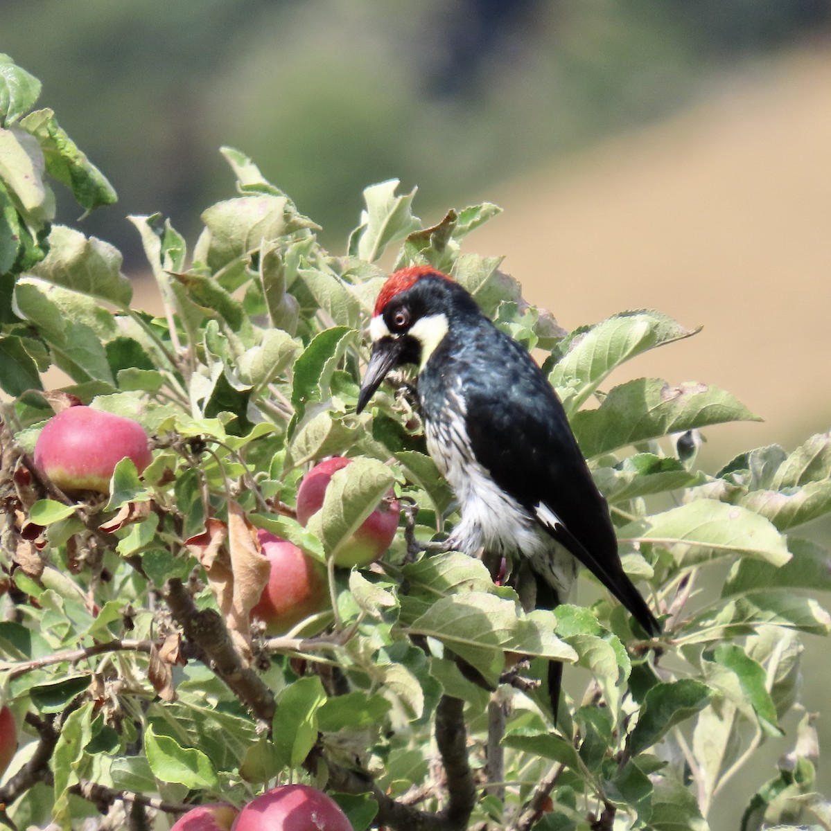 Acorn Woodpecker - ML622115273