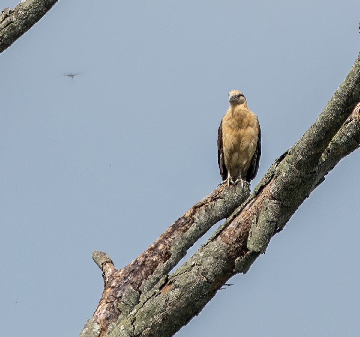 Yellow-headed Caracara - ML622115278