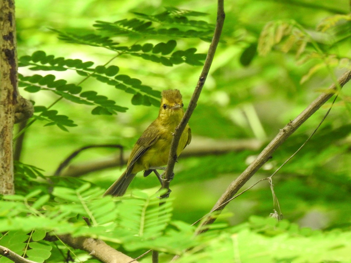 Vireo Dorado - ML622115279