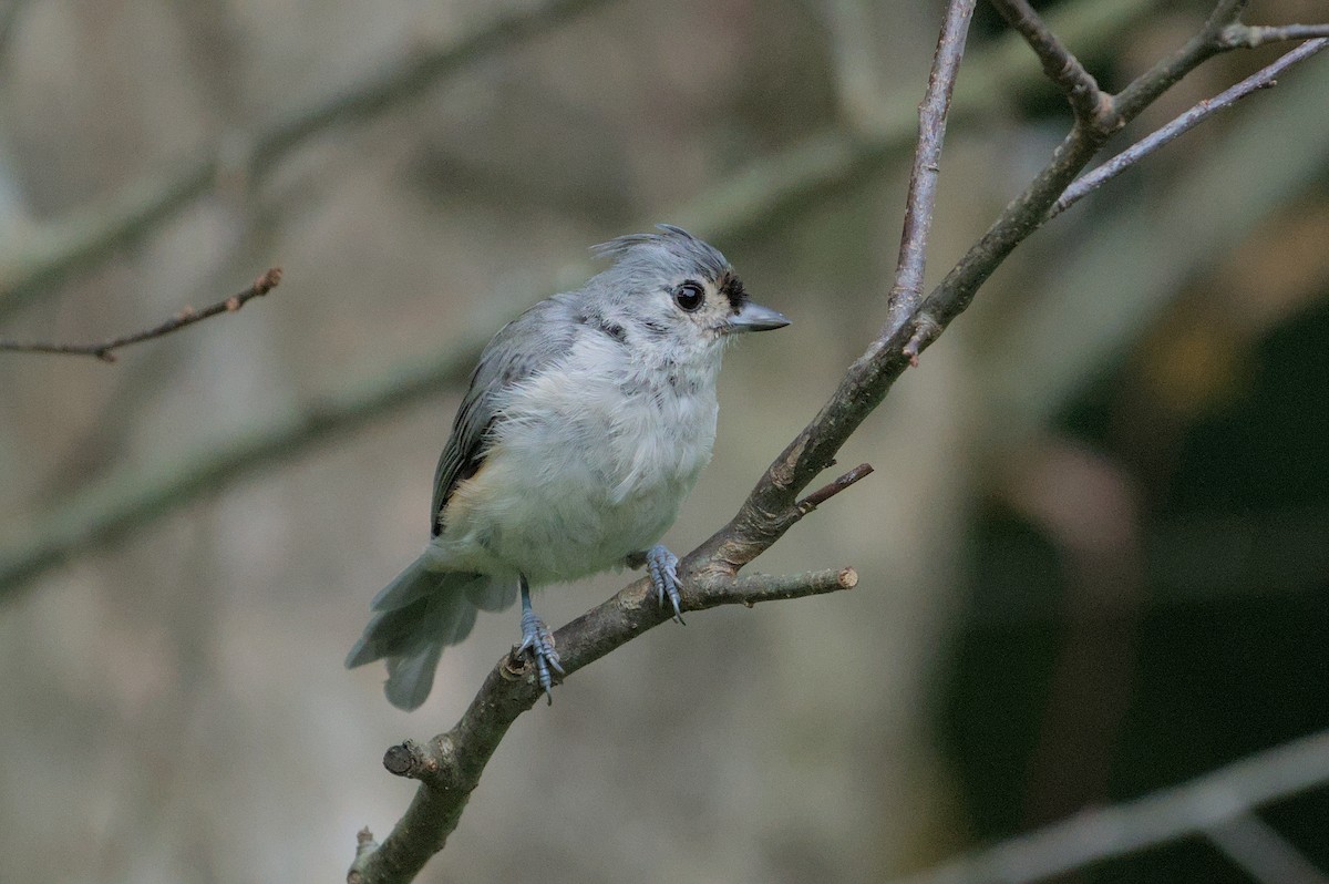 Tufted Titmouse - ML622115282