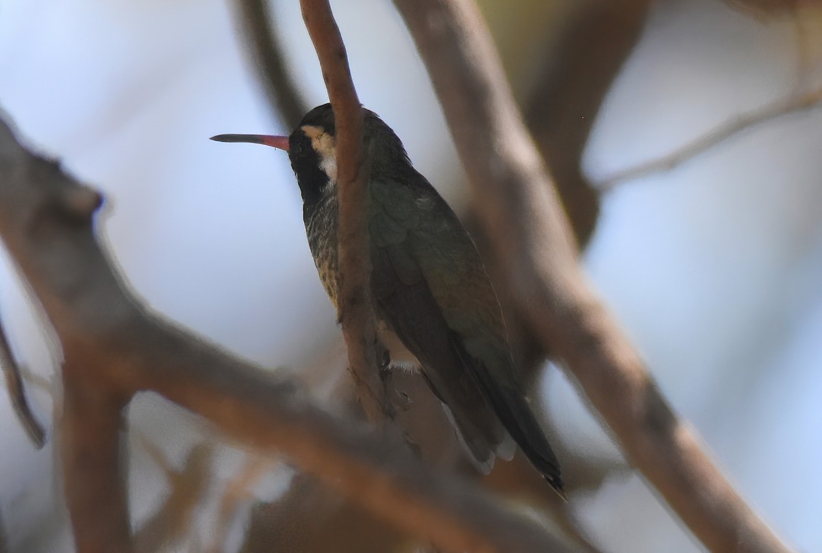 Colibrí Orejiblanco - ML622115287