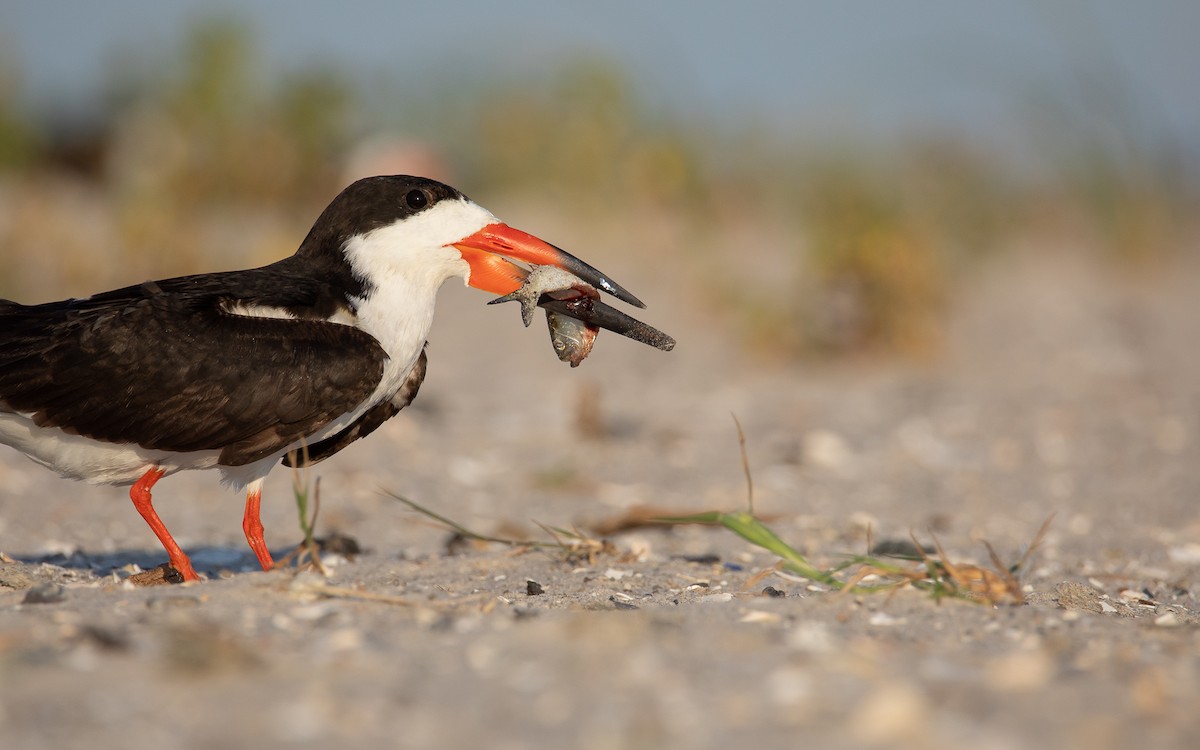 Black Skimmer - ML622115288