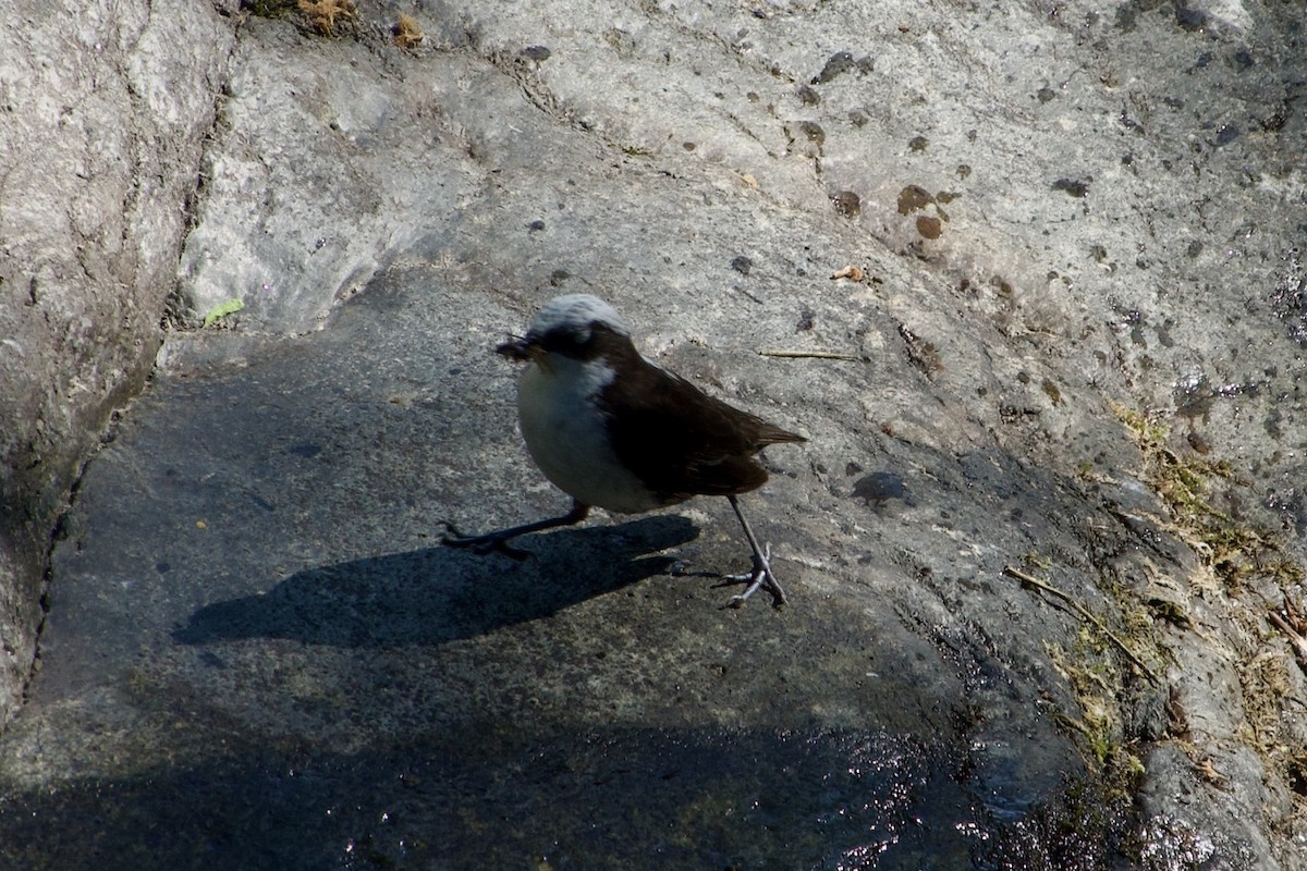 White-capped Dipper - ML622115289