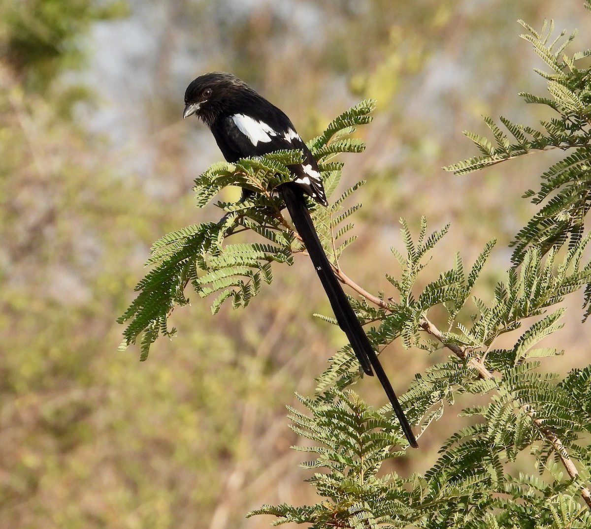 Magpie Shrike - ML622115290