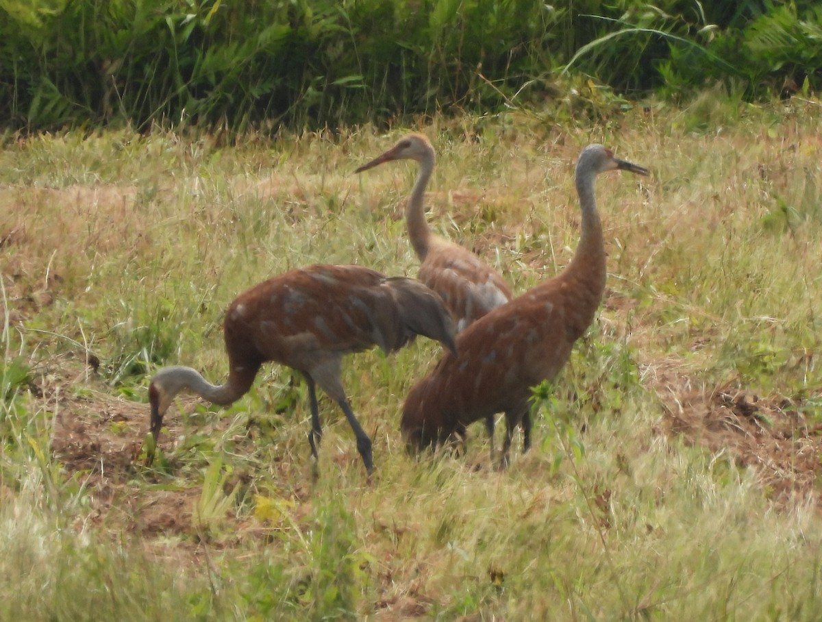 Sandhill Crane - ML622115291