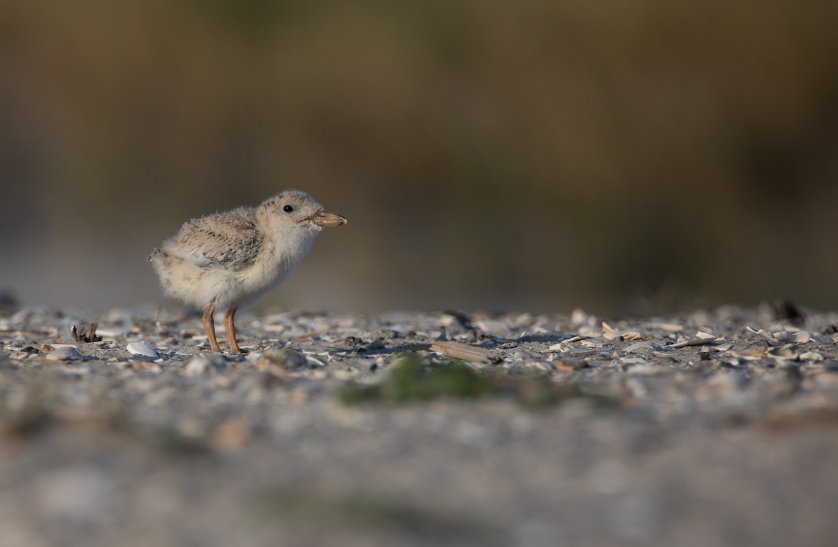 Black Skimmer - ML622115292