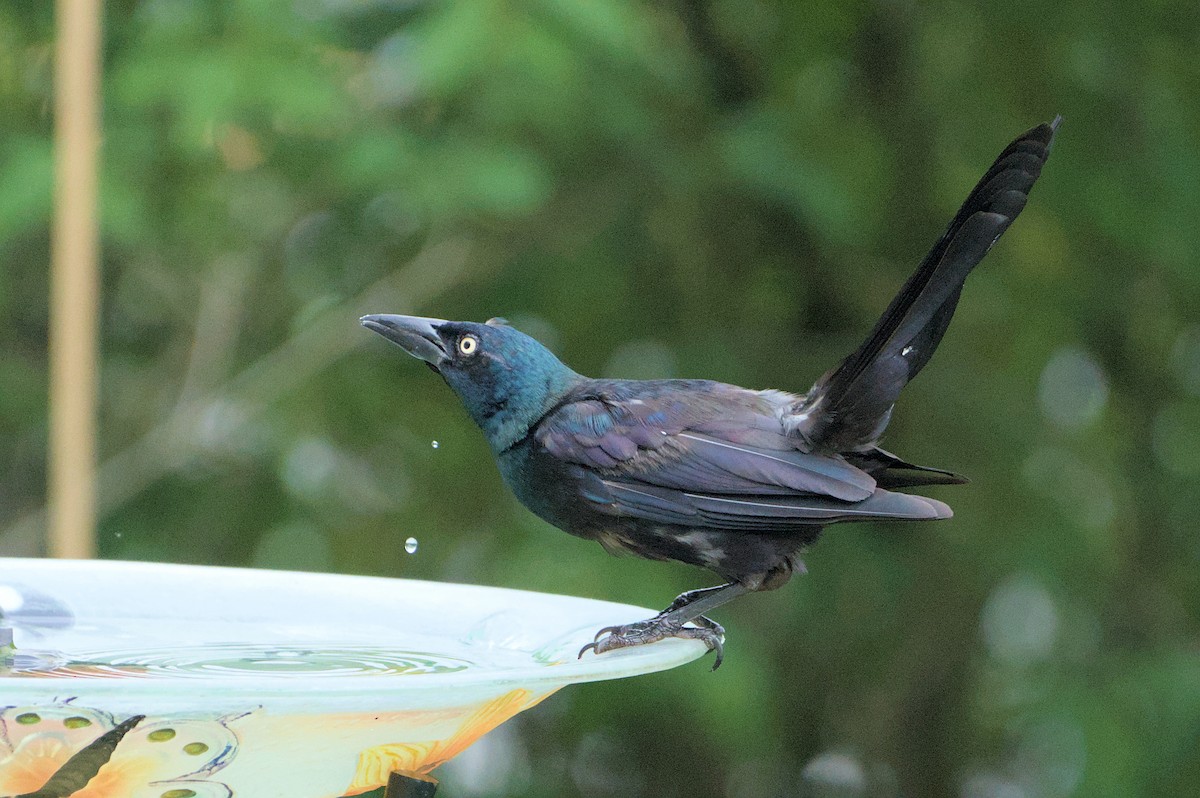 Common Grackle - ML622115293