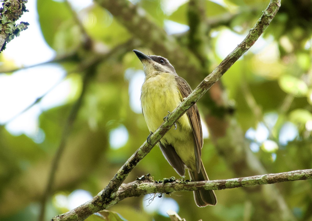 Golden-bellied Flycatcher - Frances Oliver