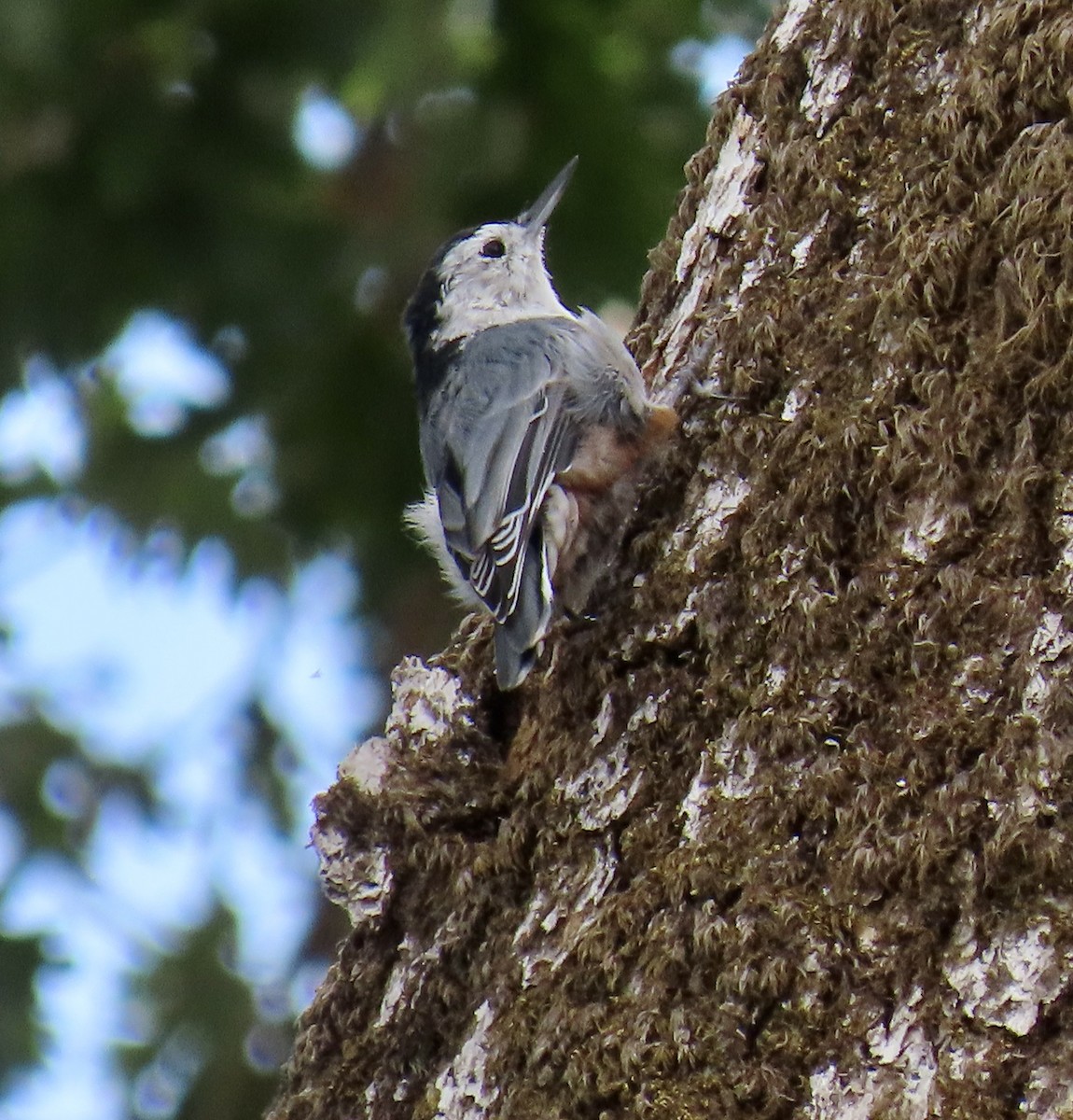 White-breasted Nuthatch - George Chrisman