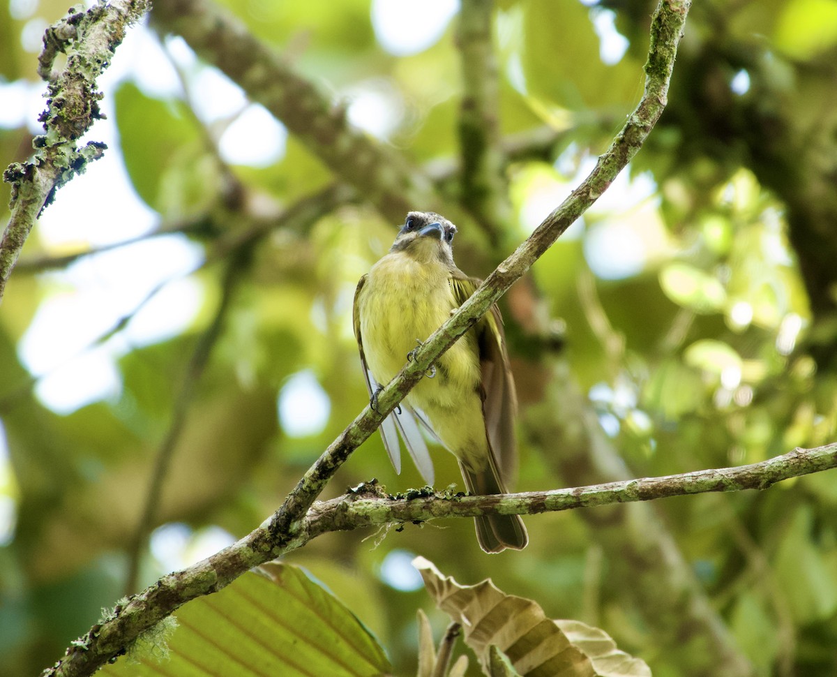 Golden-bellied Flycatcher - ML622115296