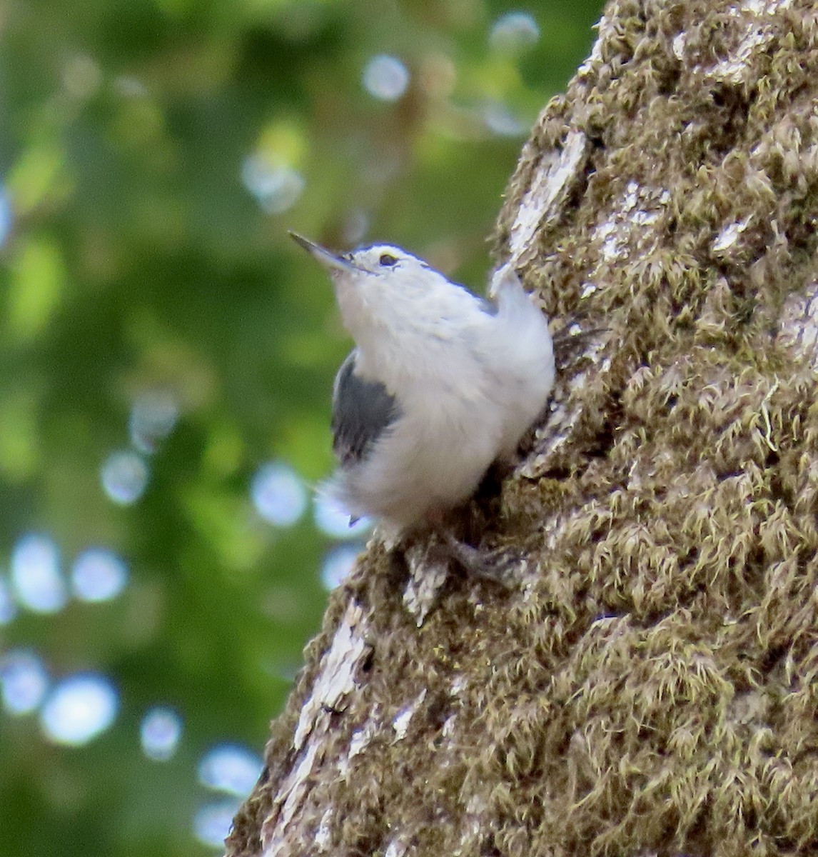 White-breasted Nuthatch - ML622115297