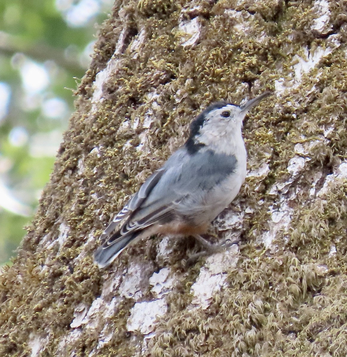 White-breasted Nuthatch - ML622115298