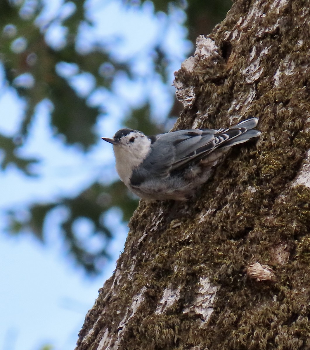 White-breasted Nuthatch - ML622115299