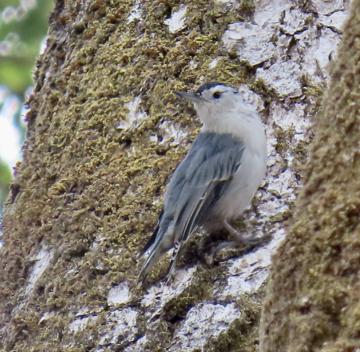 White-breasted Nuthatch - ML622115300