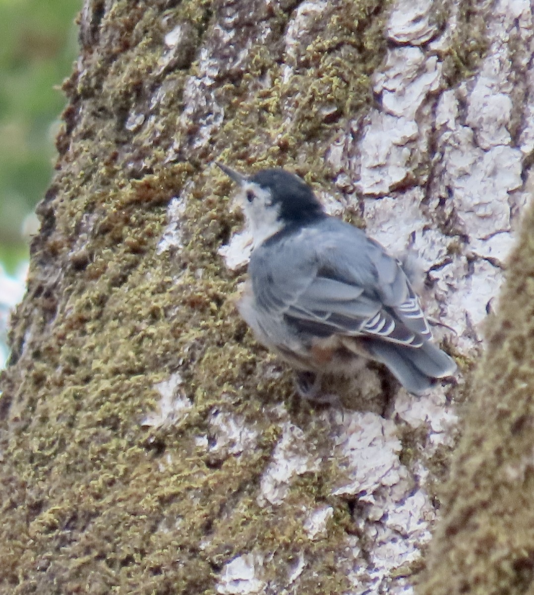 White-breasted Nuthatch - ML622115301