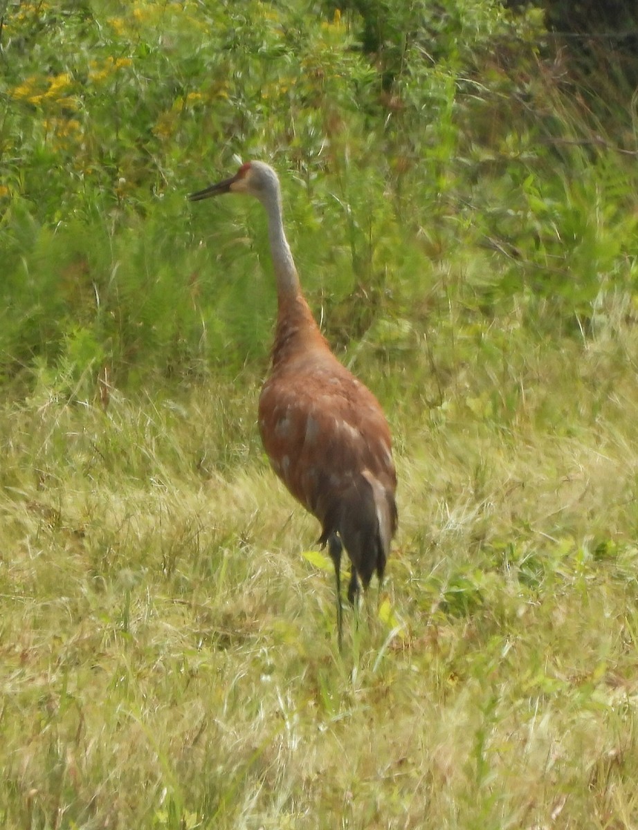 Grulla Canadiense - ML622115304