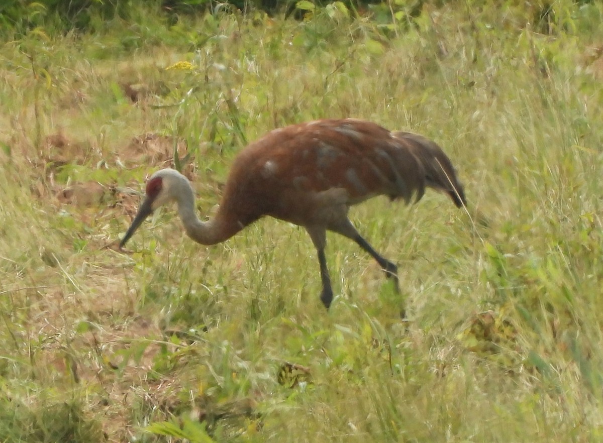 Sandhill Crane - ML622115305