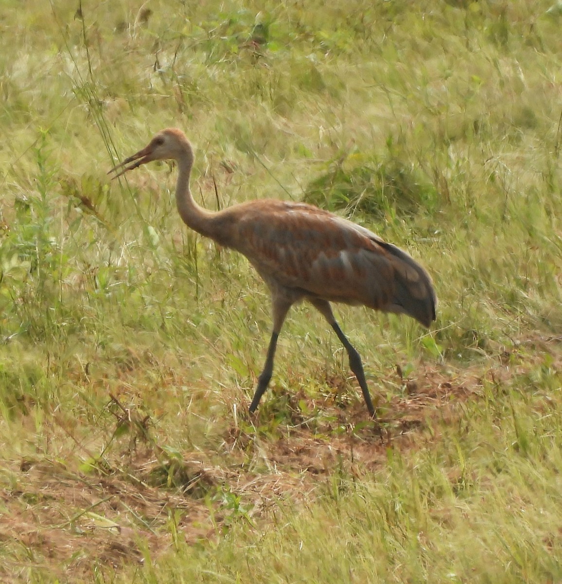 Grulla Canadiense - ML622115306