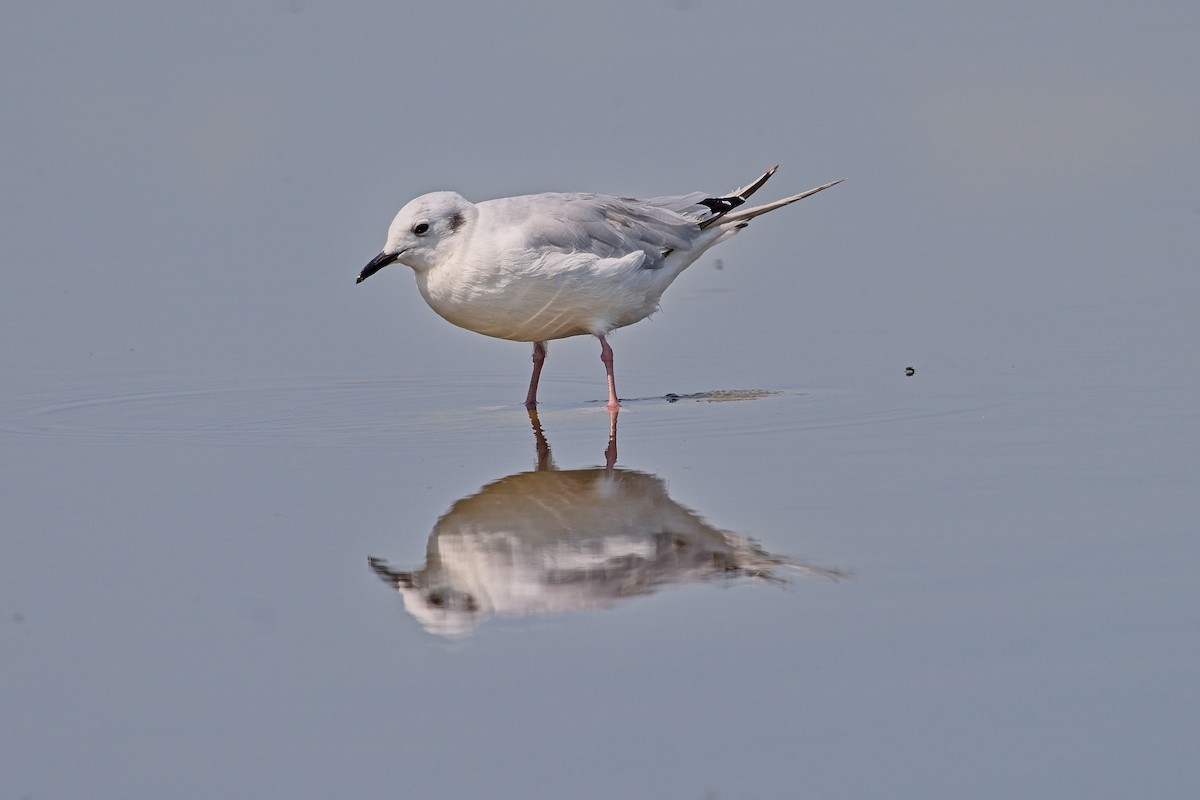 Bonaparte's Gull - Frank Letniowski