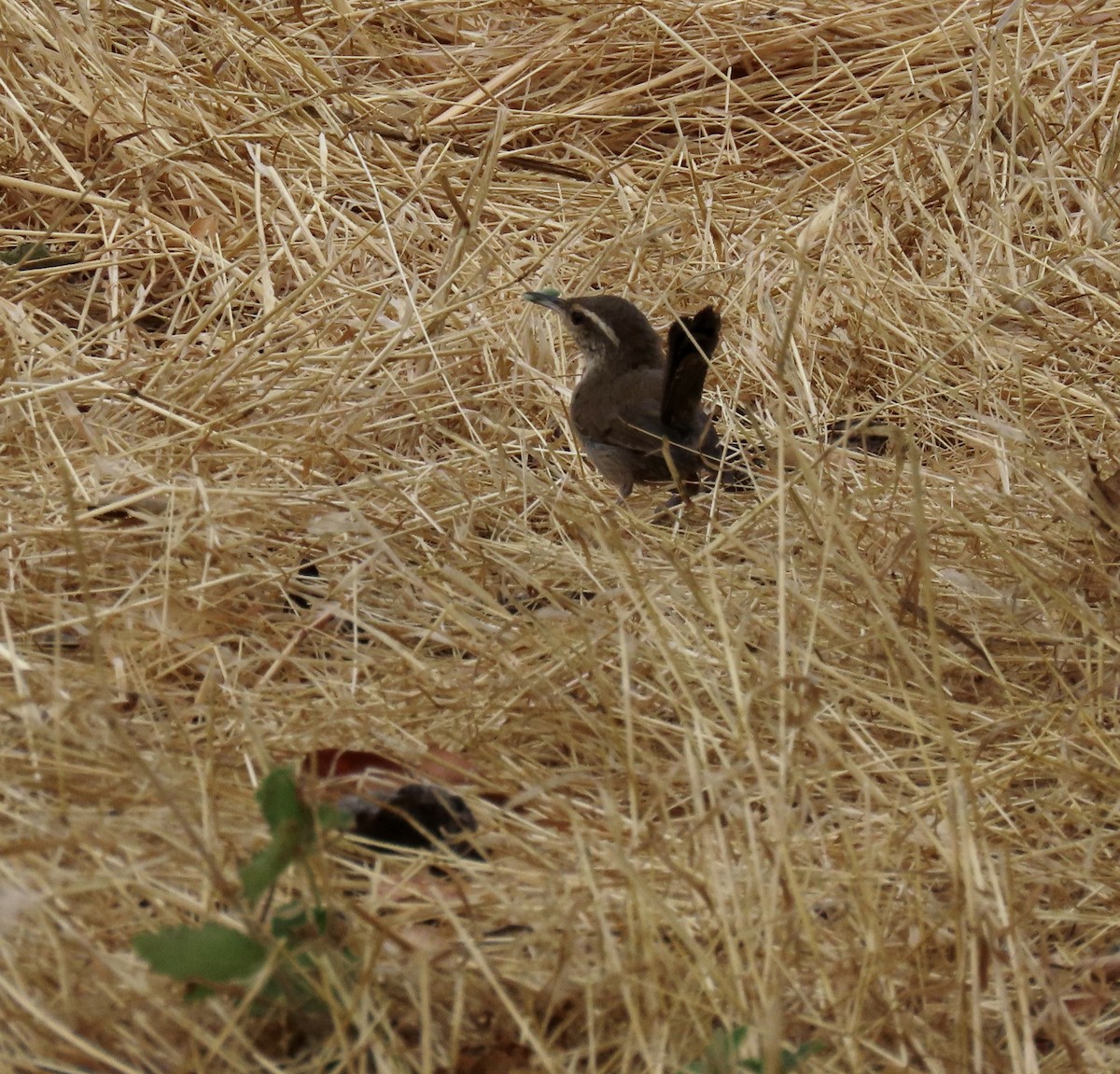 Bewick's Wren - ML622115310