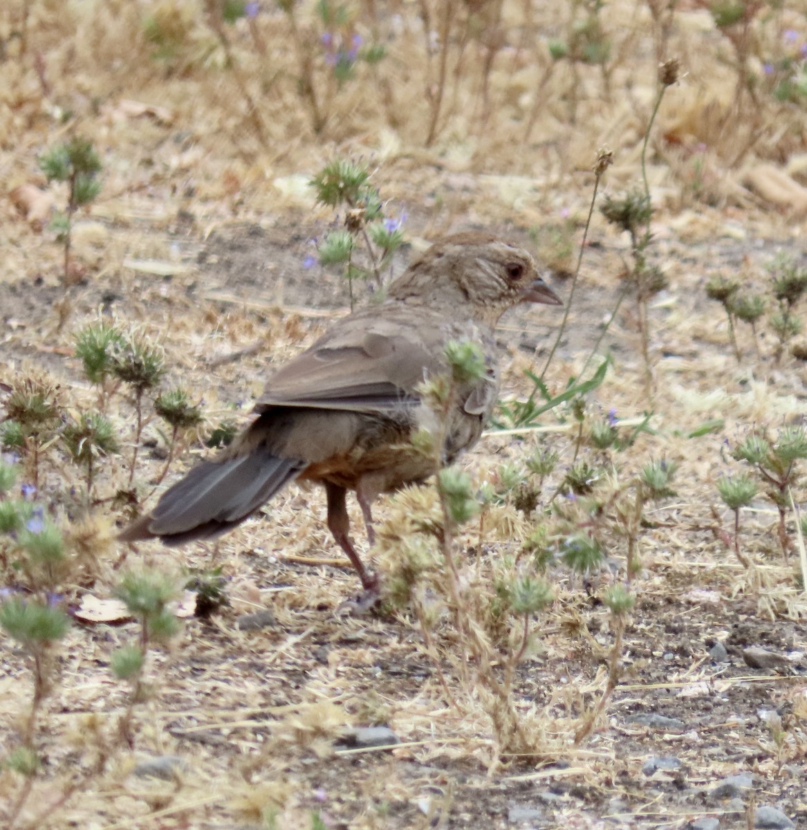 California Towhee - ML622115316