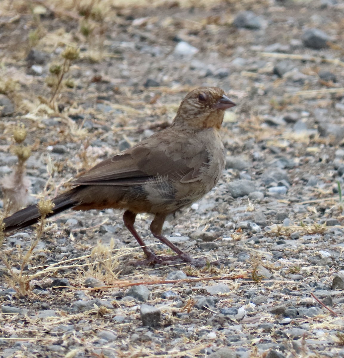 California Towhee - ML622115317