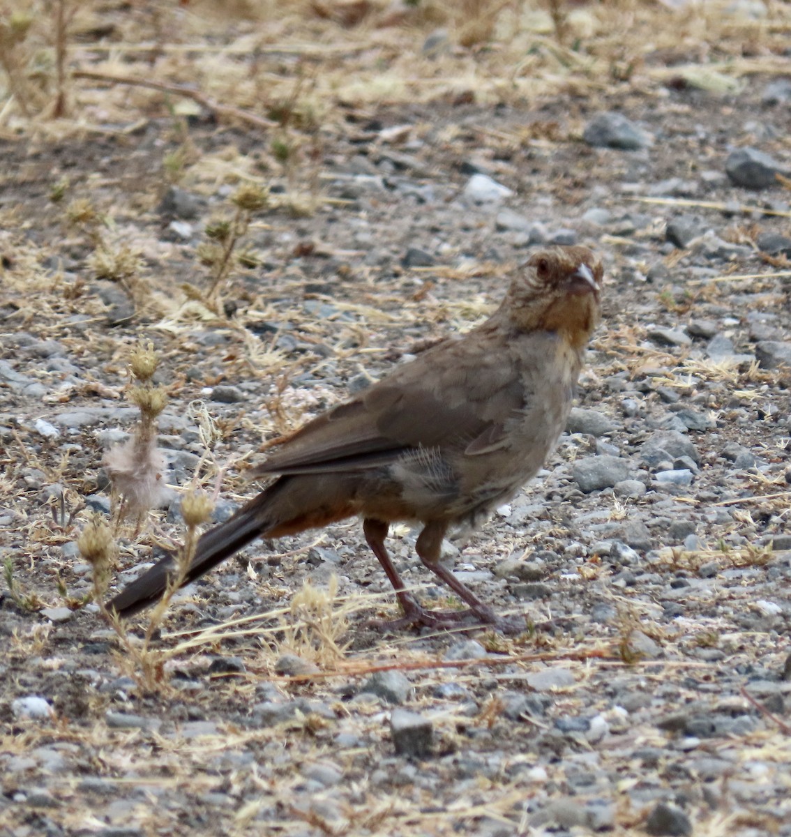 California Towhee - ML622115319