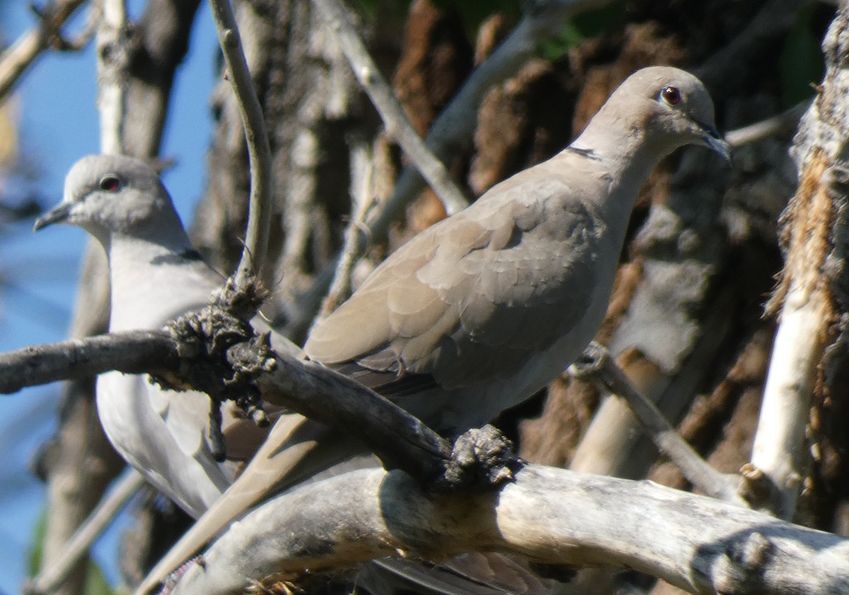 Eurasian Collared-Dove - Gerald "Jerry" Baines