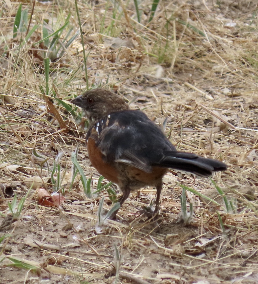 Spotted Towhee - ML622115327