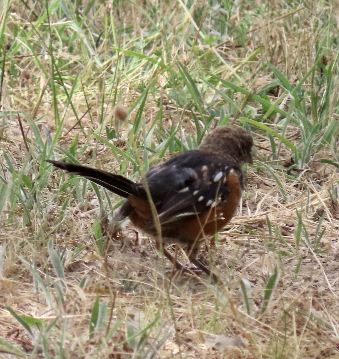 Spotted Towhee - ML622115328