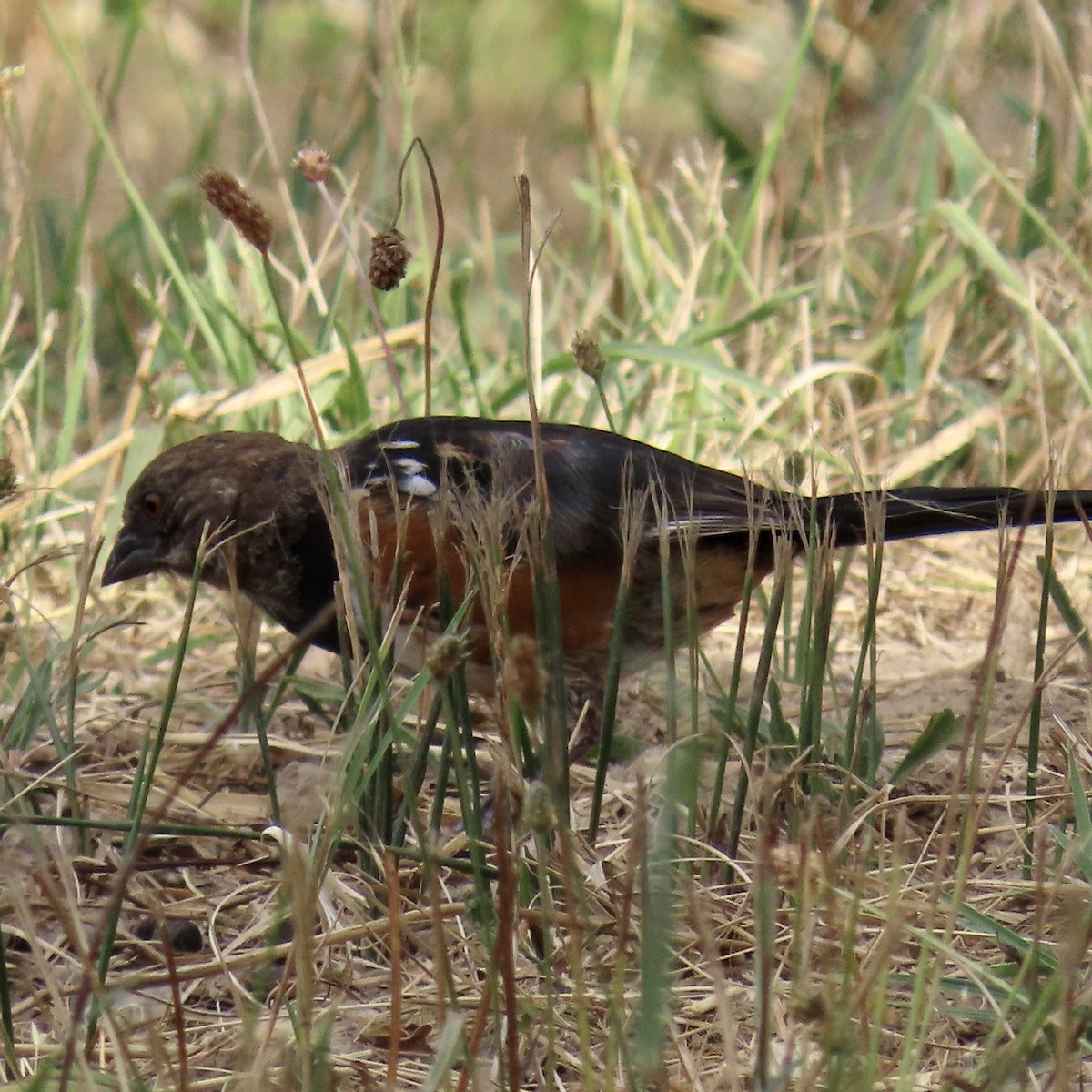 Spotted Towhee - ML622115329