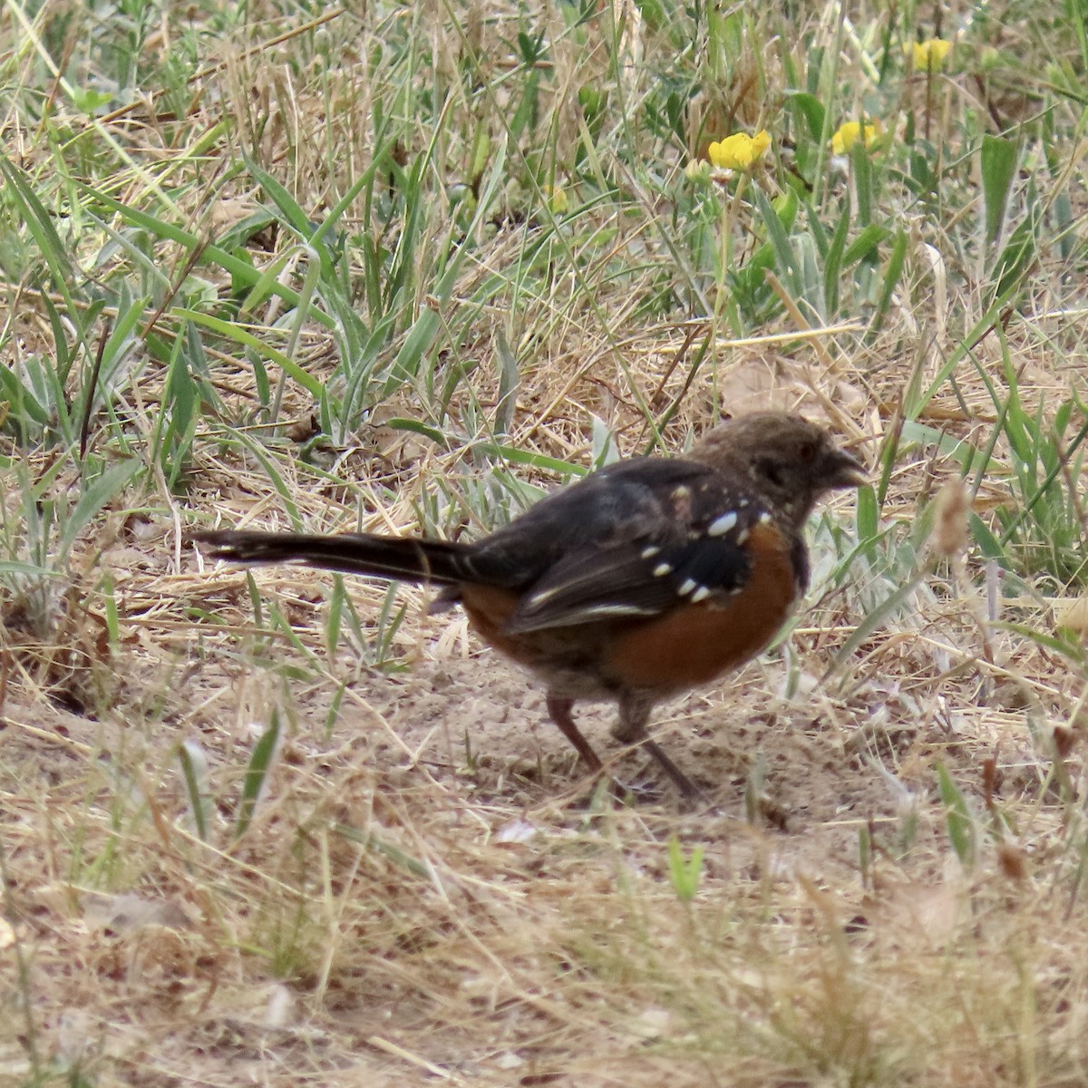 Spotted Towhee - ML622115330