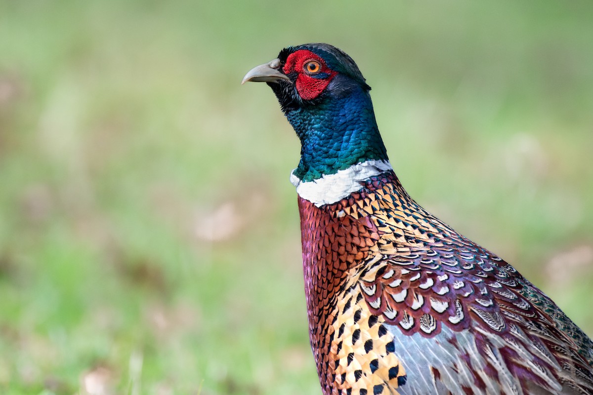 Ring-necked Pheasant - Brendan Tucker