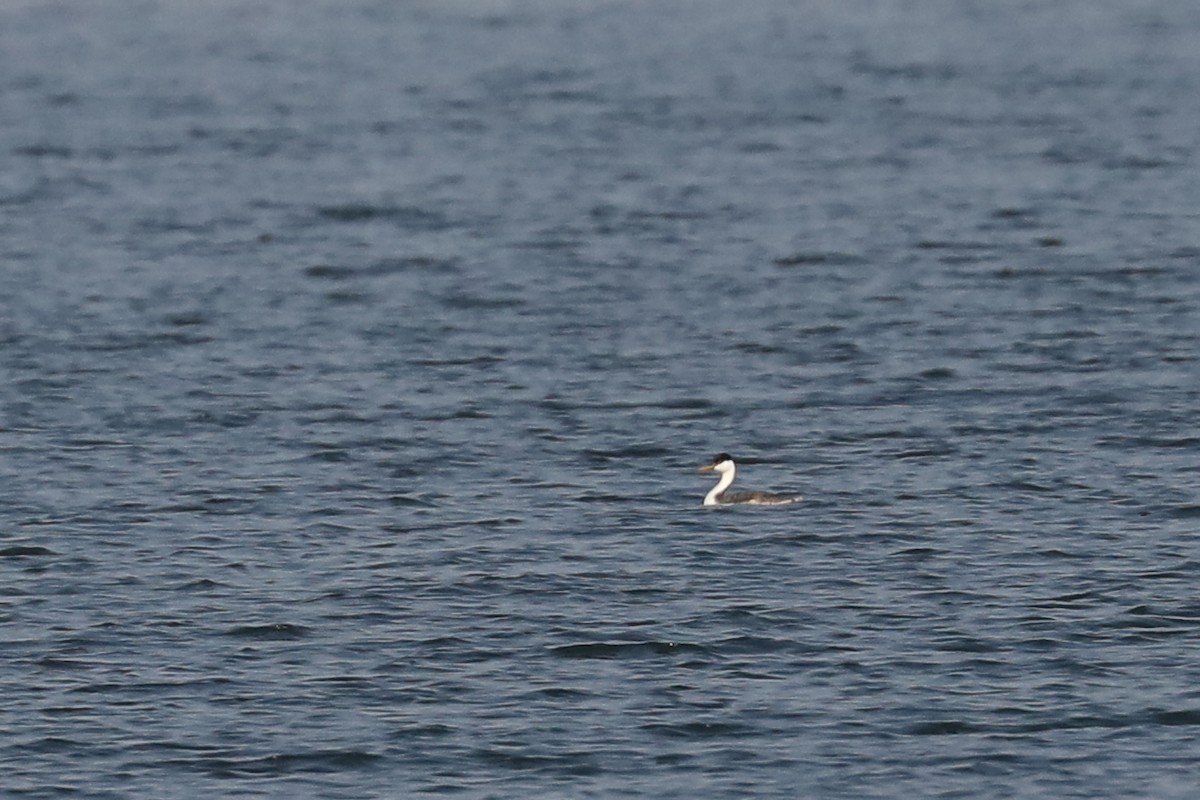 Western Grebe - ML622115336