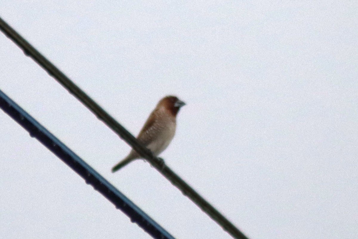 Scaly-breasted Munia - ML622115337