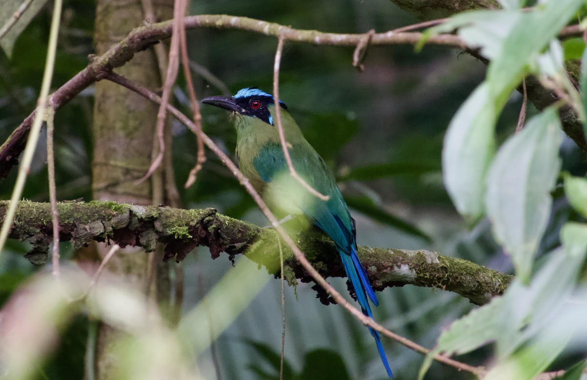 Andean Motmot - ML622115339