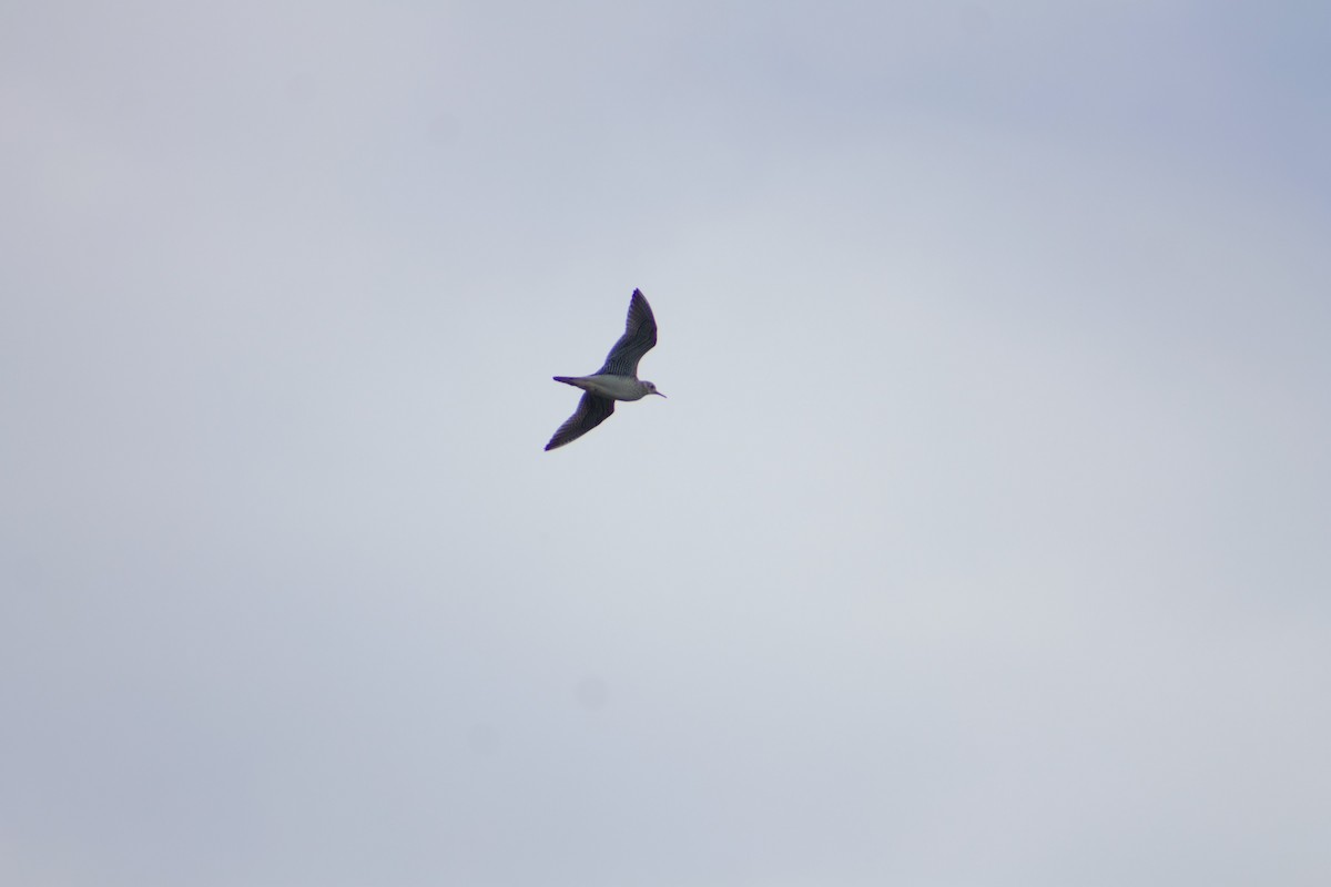 Upland Sandpiper - ML622115342